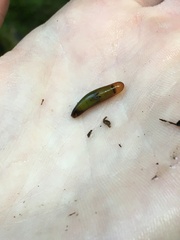 Trichoptera