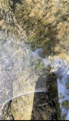 Fissidens fontanus