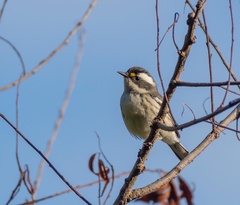 Setophaga nigrescens