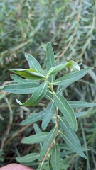 Euphorbia palustris