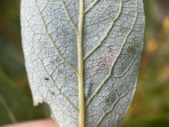 Stigmella salicis