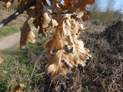 Quercus cerris
