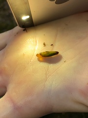 Trichoptera