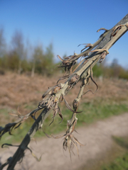 Quercus cerris