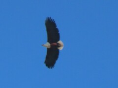 Haliaeetus vocifer