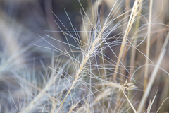 Elymus elymoides