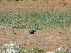 Porphyrio madagascariensis