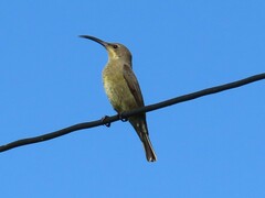 Nectarinia famosa famosa