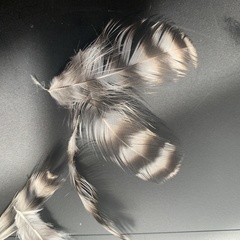Gallus gallus domesticus