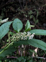 Phytolacca americana