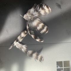 Gallus gallus domesticus