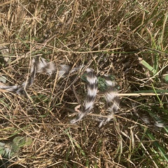 Gallus gallus domesticus