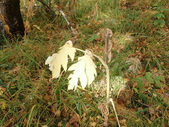 Heracleum dissectum