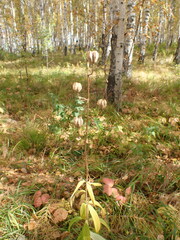 Lilium martagon pilosiusculum