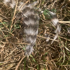 Gallus gallus domesticus
