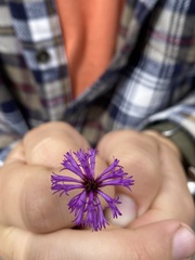 Vernonia missurica
