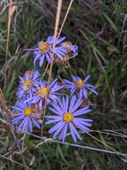 Aster