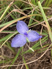 Tradescantia ohiensis