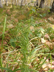Achillea impatiens