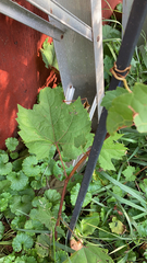 Vitis vinifera