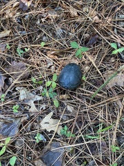 Kinosternon subrubrum