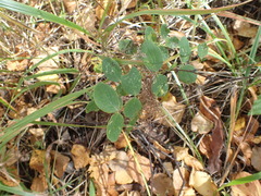 Lathyrus humilis