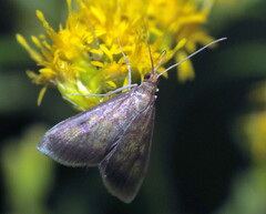 Pyrausta acrionalis