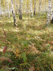 Crepis sibirica