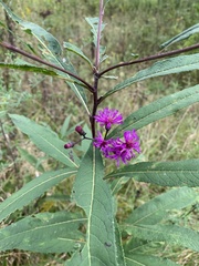 Vernonia missurica