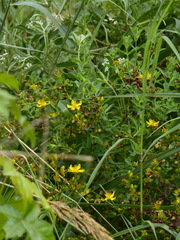 Hypericum densiflorum