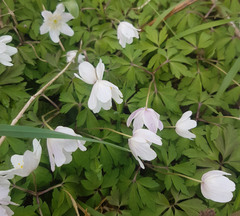 Anemonoides nemorosa