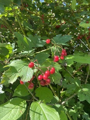 Viburnum opulus opulus