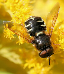 Stratiomys badia