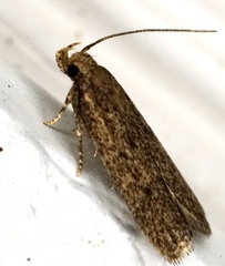 Glyphidocera juniperella