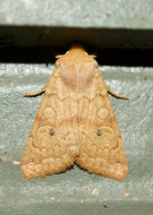 Xylenini