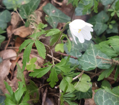 Anemonoides nemorosa