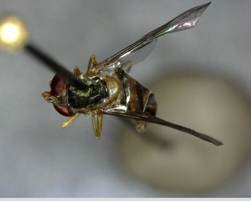 iNaturalist observation photo of Margined Calligrapher
