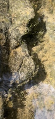 Fissidens fontanus