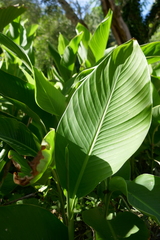 Alisma plantago-aquatica