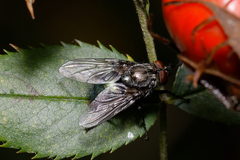 Calliphorinae