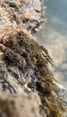 Fissidens fontanus