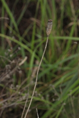 Papaver albiflorum