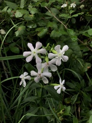 Saponaria officinalis