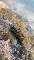 Fissidens fontanus