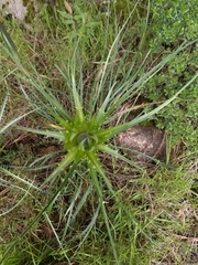 Eryngium proteiflorum