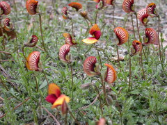 Isotropis cuneifolia