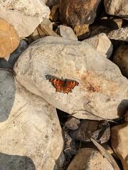 Polygonia