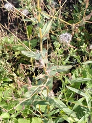 Golovinomyces cichoracearum