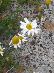 Tripleurospermum