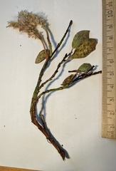 Salix petrophila